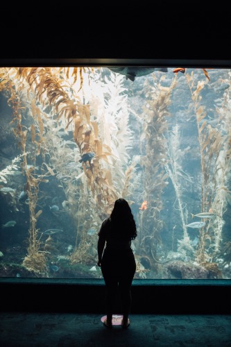 Birch Aquarium - San Diego, California