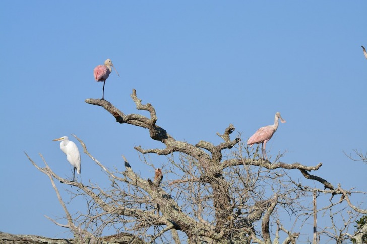 Jekyll Island birds on a tree