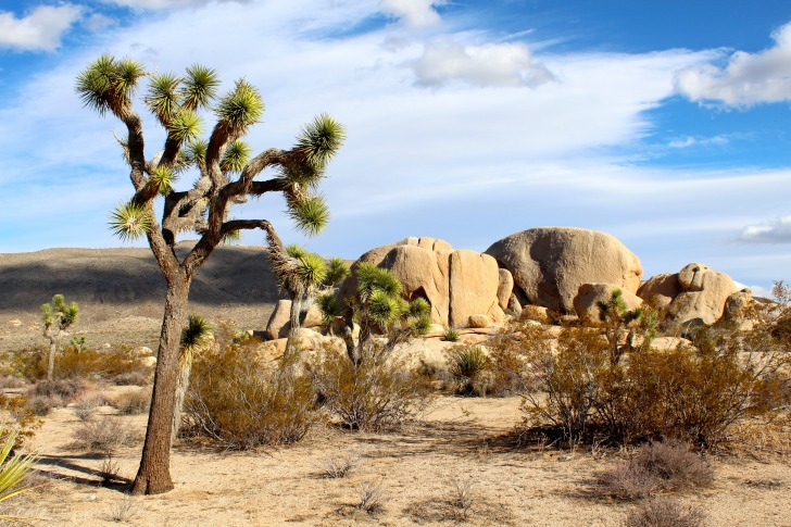 Joshua tree