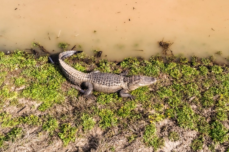 Alligator