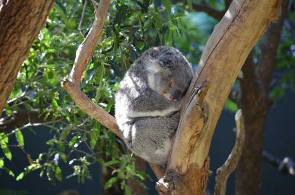 Traveling, New Year, Sydney, Taronga Zoo