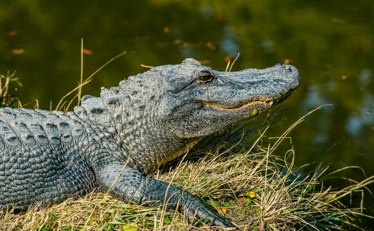 Alligator