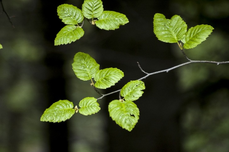 A branch with green leaves