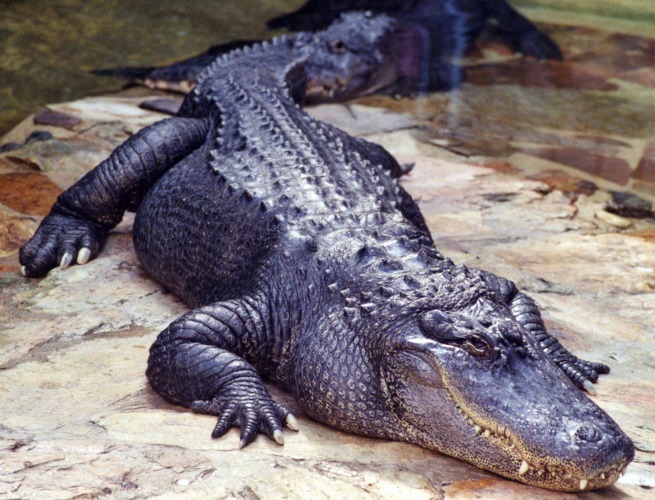 Alligator