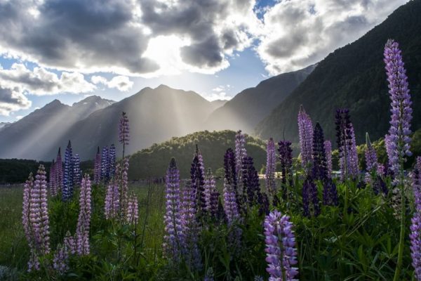 North Island purple flowers