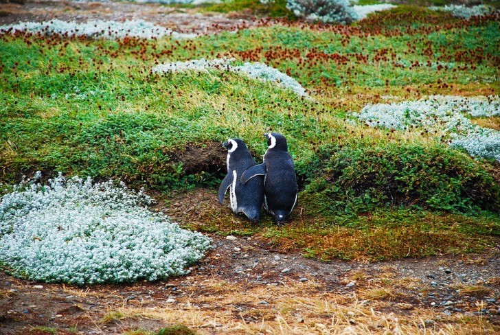 A couple of Magellanic penguins