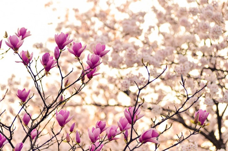 Magnolia in blossom