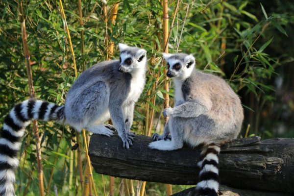 Lemurs