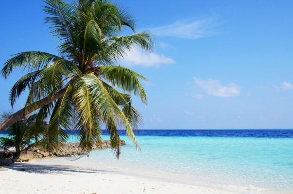 Palm tree on the beach 
