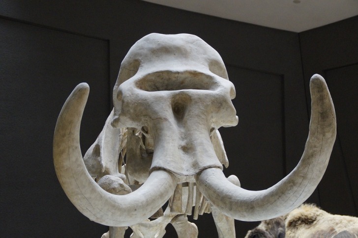 Mammoth skeleton