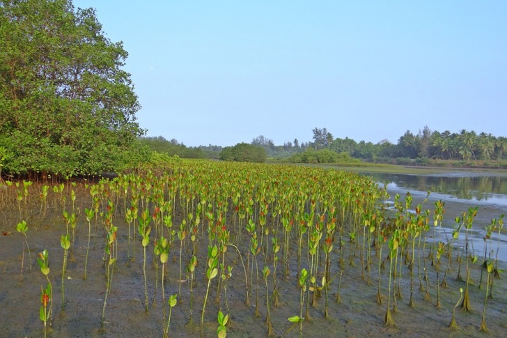 Mangrove seedlings