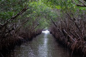 The Everglades