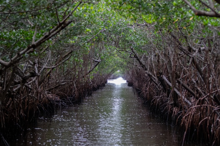 The Everglades