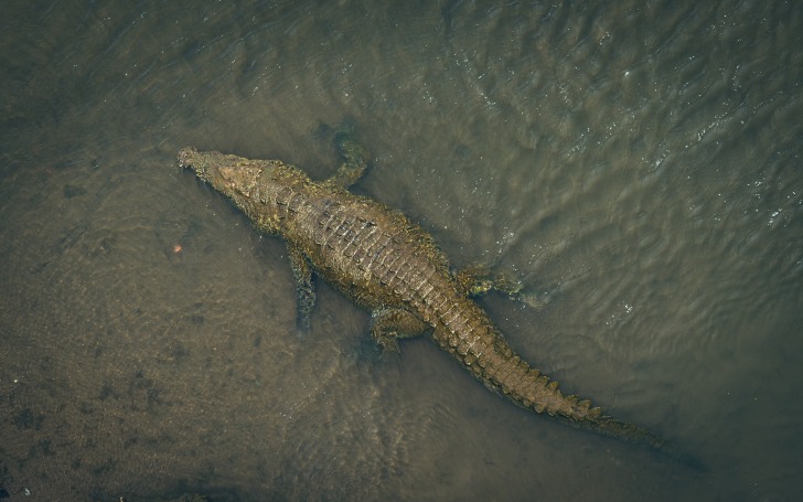 Alligator