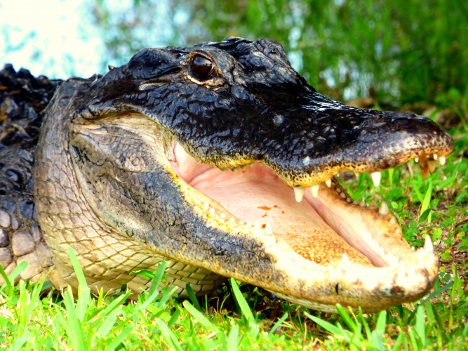 Alligator