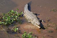 Are There Alligators in Africa? (2026 Updated)