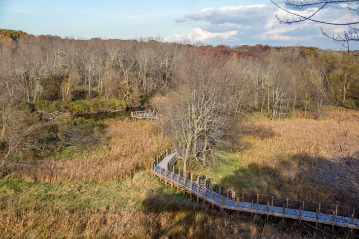 A path among trees