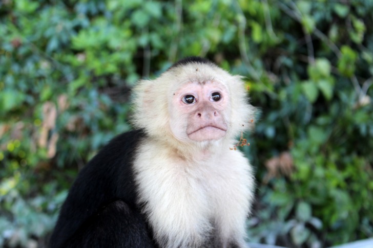 Nicaragua animals