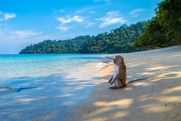 A monkey on the beach