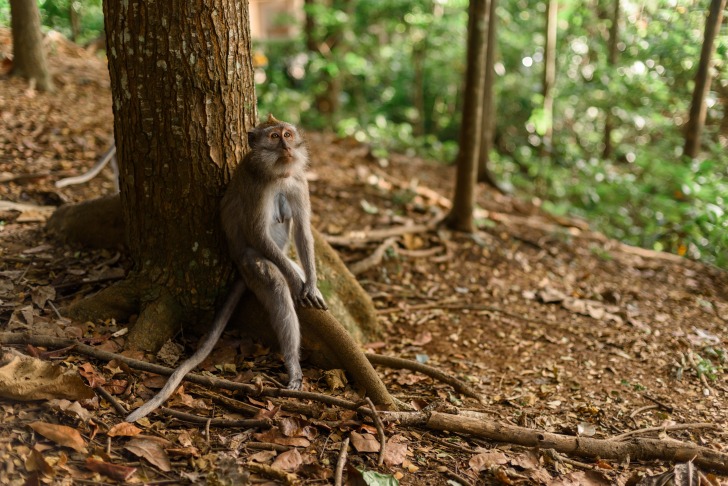 Monkey in a natural park