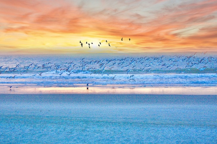 Birds on the beach