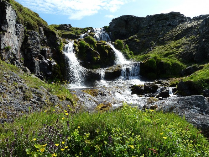 A stream in summer