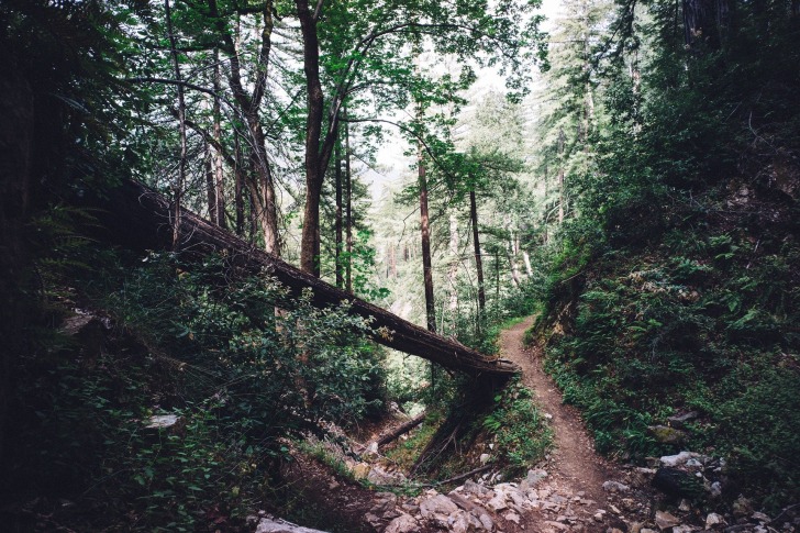 A Forest Path