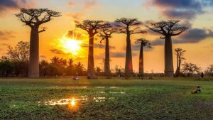 nws-st-madagascar-avenue-de-baobabs-with-people