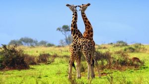 nws-st-uganda-giraffes