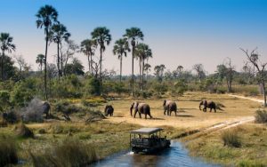 okavango-delta-safari-game-drive-botswana