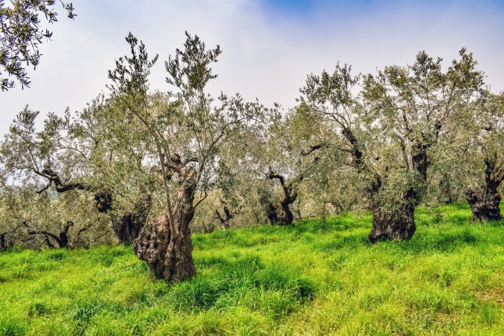 Old olive groves