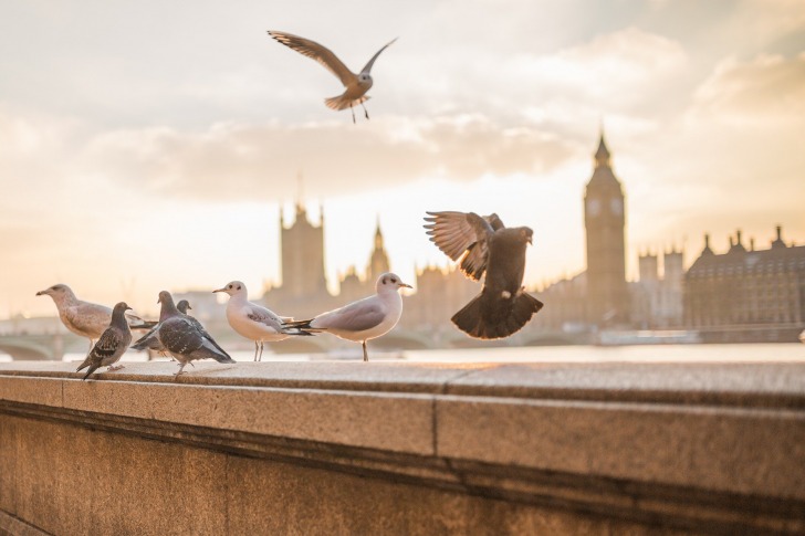 London birds