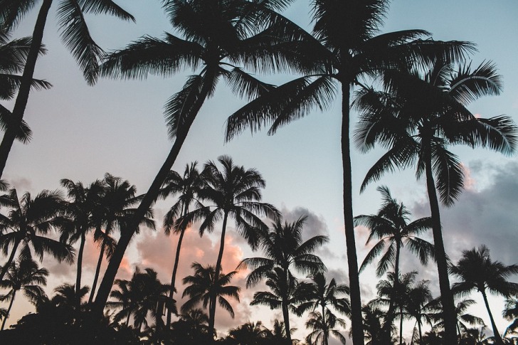 Coconut palm trees