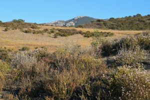 Sierra Vista