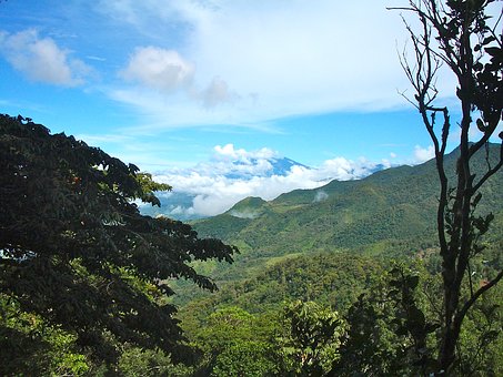 Beautiful greenery