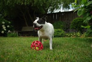 A dog playing in the garden