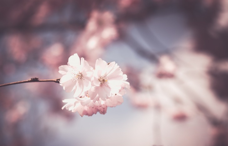 Pink tree blossom