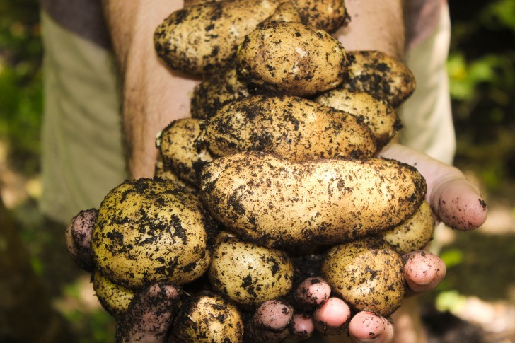 Hands full of potatoes