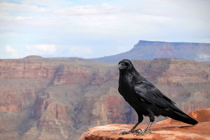 Grand Canyon Arizona