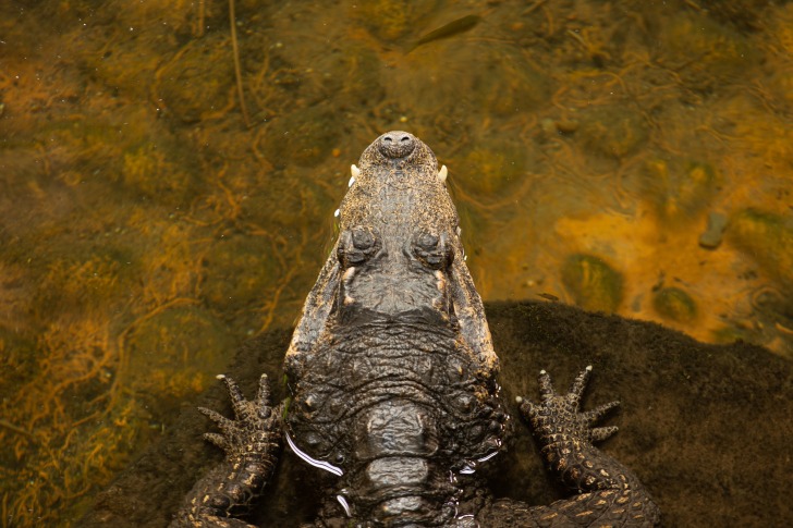 Alligator