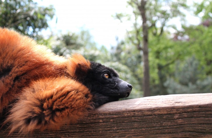 Lemur in the Amsterdam zoo 