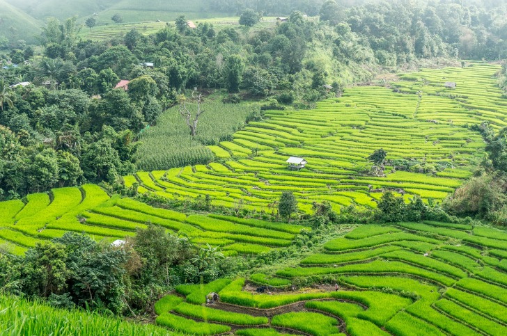 Rice terraces in Thailand