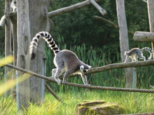 A lemur on a rope