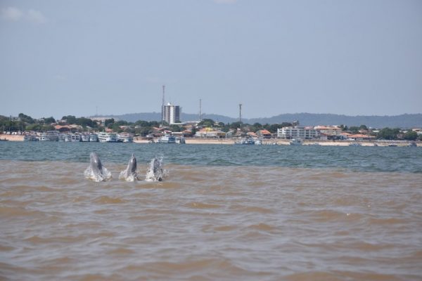 Dolphins in the sea