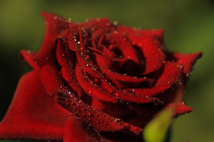 Red rose dew drops