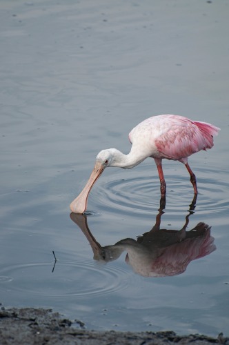 Murrells Inlet, SC