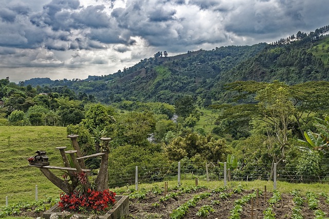 Coffee plantation in Colombia