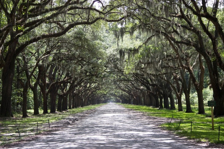 Savannah Georgia trees