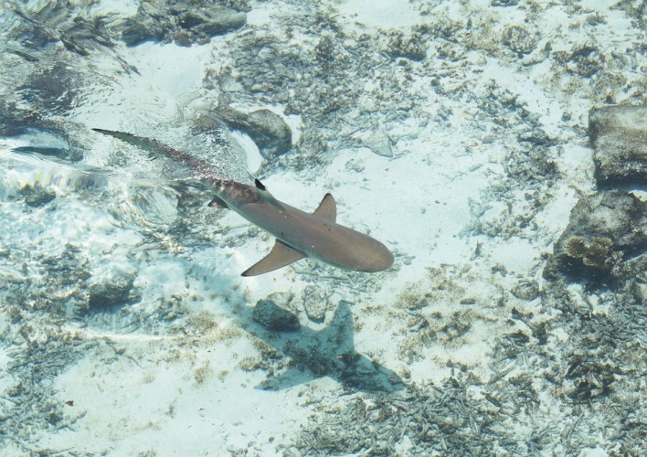 Shark swimming in a crystal clear water