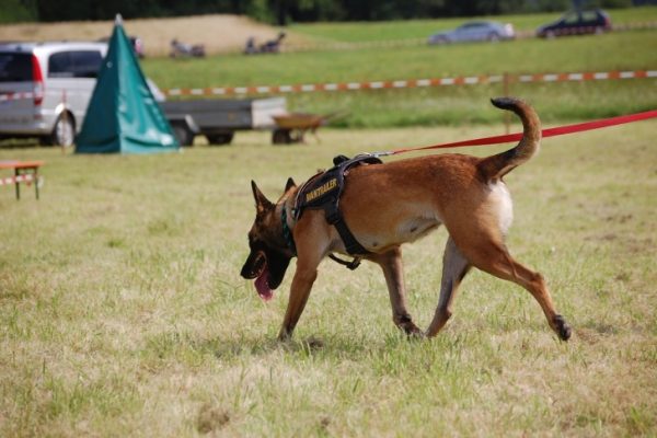 Military dog